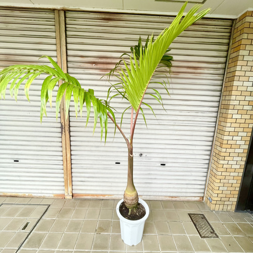 南国 特大 ヤシ トックリヤシ （徳利椰子）10号（30cm） その他