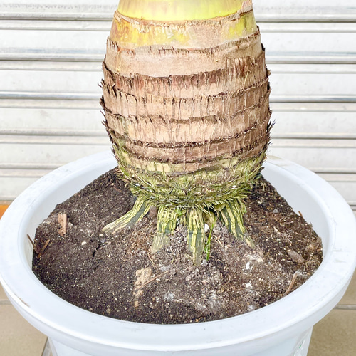南国 特大 ヤシ トックリヤシ （徳利椰子）10号（30cm） その他