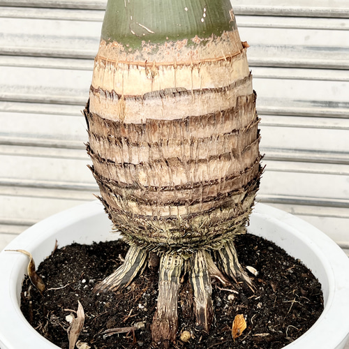 南国 特大 トックリヤシ（徳利椰子）10号 高さ約180-190cm 新葉展開中