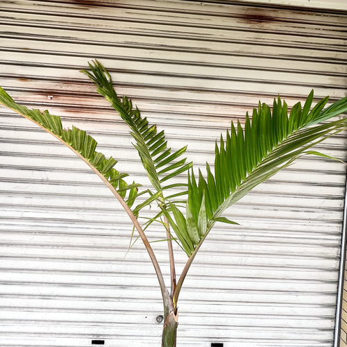 南国 特大 トックリヤシ（徳利椰子）10号 高さ約180-190cm 新葉展開中