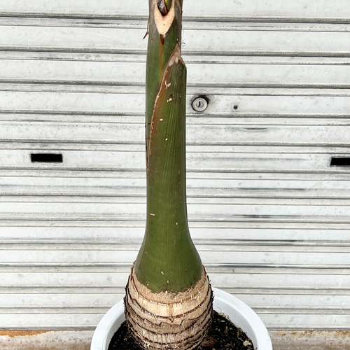 南国 特大 トックリヤシ（徳利椰子）10号 高さ約180-190cm 新葉展開中
