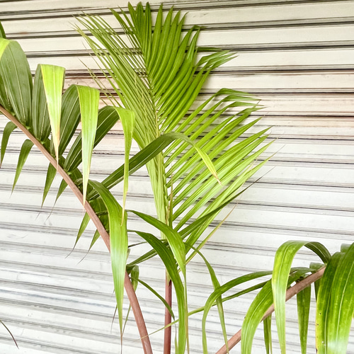 トックリヤシ 園芸ネット本店｜トックリヤシ 7号鉢植え の通販【公式】