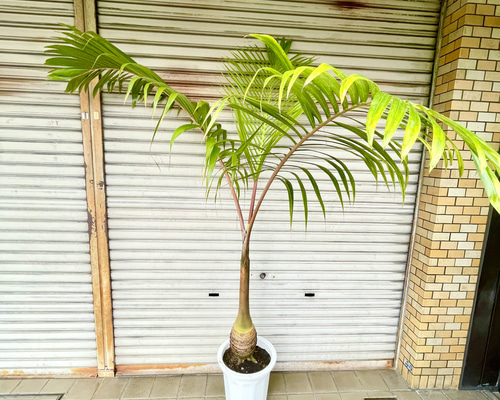 南国 特大 ヤシ トックリヤシ （徳利椰子）10号（30cm） その他