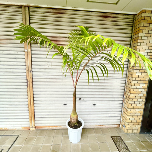 南国 特大 ヤシ トックリヤシ （徳利椰子）10号（30cm） その他