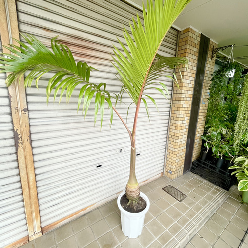 南国 特大 ヤシ トックリヤシ （徳利椰子）10号（30cm） その他