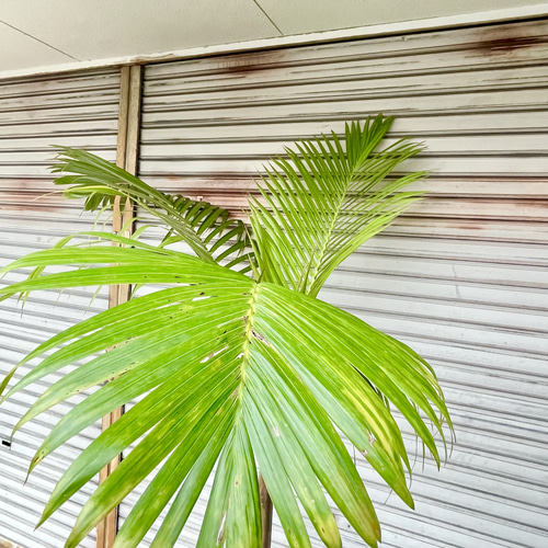 南国 特大 ヤシ トックリヤシ （徳利椰子）10号（30cm） その他