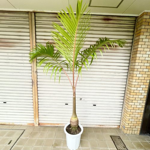 【良好】トックリヤシ 販売 f1465.jpg