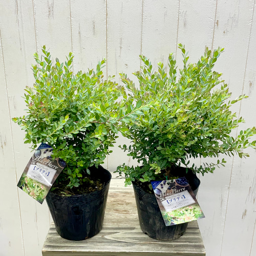 寒さに強く紅葉と果実を楽しめる ネイティブブルーベリー プリティ 5号