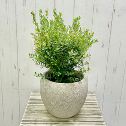 光触媒 人工観葉植物 ウォールグリーン フェイクグリーン