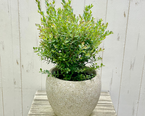 寒さに強く紅葉と果実を楽しめる ネイティブブルーベリー プリティ 5号