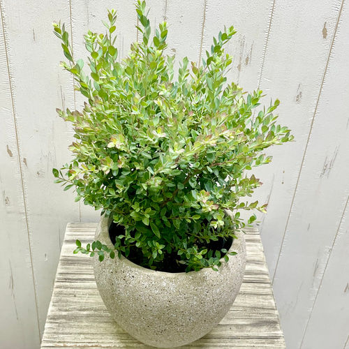 寒さに強く紅葉と果実を楽しめる ネイティブブルーベリー プリティ 5号