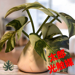光触媒　人工観葉植物　ウォールグリーン　フェイクグリーン　モンステラ90 光触媒 人工観葉植物 ウォールグリーン フェイクグリーン