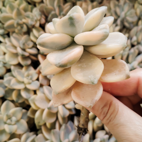 多肉植物　ダウニー錦　韓国苗　1点のみ 多肉植物 ダウニー錦 韓国苗 1点のみ