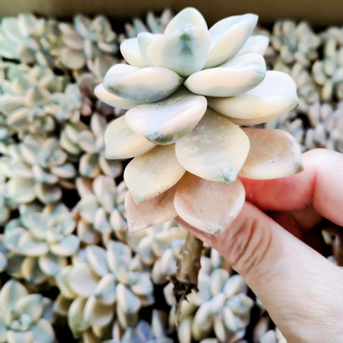 多肉植物 韓国苗 美杏錦 テイテュバンス錦 2苗 第4郵便発送 多肉植物