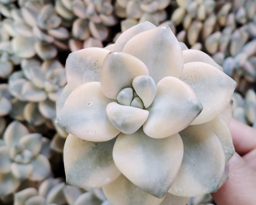 多肉植物 韓国苗 美杏錦 テイテュバンス錦 2苗 第4郵便発送 多肉植物