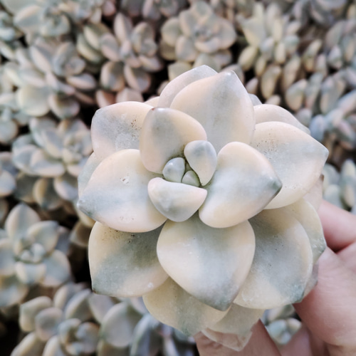 多肉植物 韓国苗 美杏錦 テイテュバンス錦 2苗 第4郵便発送