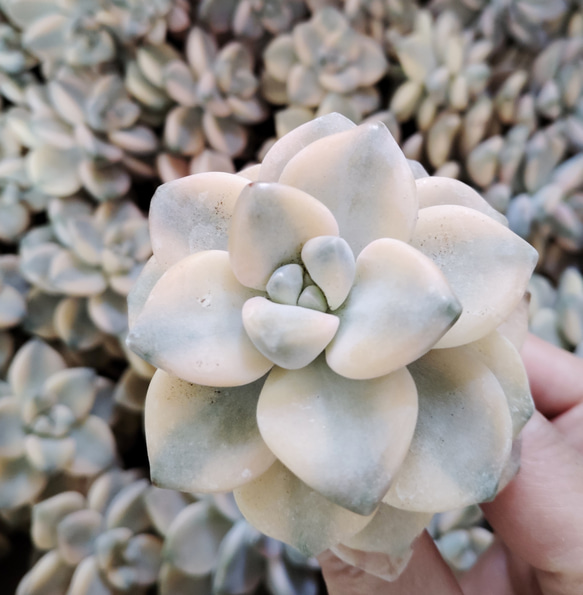 多肉植物 韓国苗 美杏錦 テイテュバンス錦 2苗 第4郵便発送