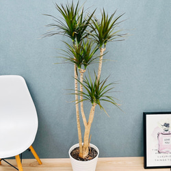 現品］21番 アロエ ディコトマ 7号 観葉植物 室内 屋外 おしゃれ