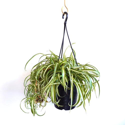 ○数量限定○希少な子株付き ”オリヅルラン ボニー 折鶴蘭 ハンギング