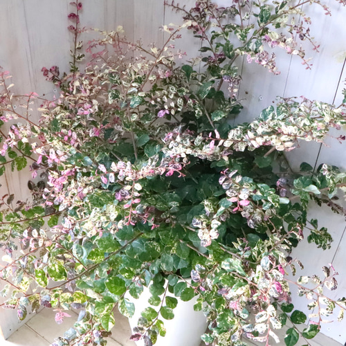 立派♡トキワマンサク♡七彩♡8寸鉢♡ 立派♡トキワマンサク♡七彩♡8寸鉢♡ アートフラワー nico flowers