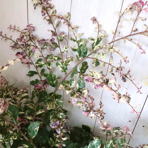 立派♡トキワマンサク♡七彩♡8寸鉢♡ 立派♡トキワマンサク♡七彩♡8寸鉢♡ アートフラワー nico