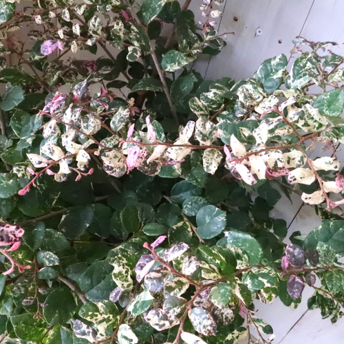 立派♡トキワマンサク♡七彩♡8寸鉢♡ 立派♡トキワマンサク♡七彩♡8寸鉢♡ アートフラワー nico