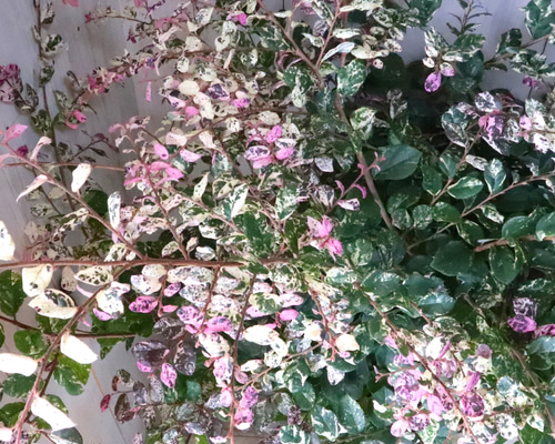 51ded9356117a19c4a4ad7bfe4535a