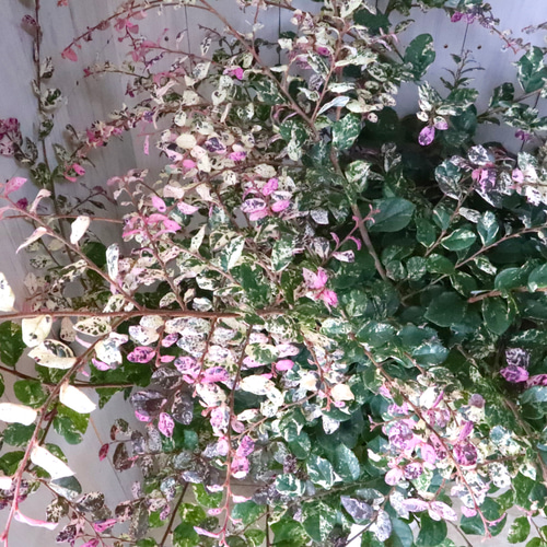 立派♡トキワマンサク♡七彩♡8寸鉢♡ 立派♡トキワマンサク♡七彩♡8寸鉢♡ アートフラワー nico flowers