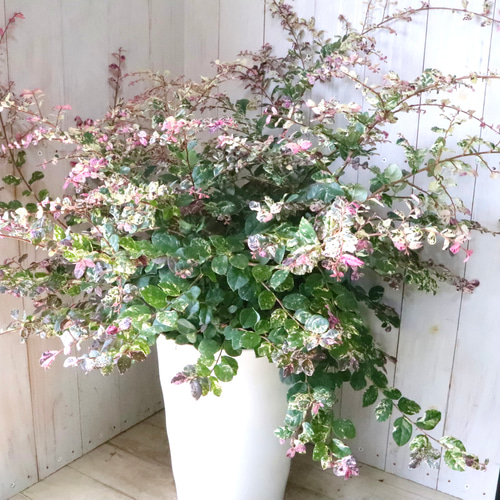 立派♡トキワマンサク♡七彩♡8寸鉢♡ 立派♡トキワマンサク♡七彩♡8寸鉢♡ アートフラワー nico flowers