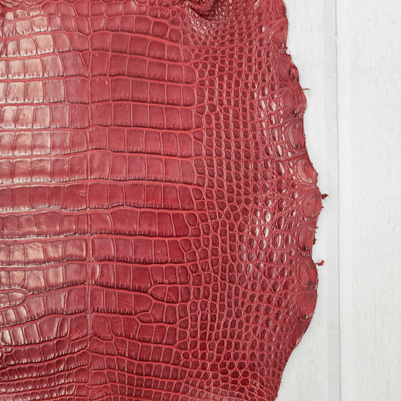 ワニ革 クレイフィニッシュ  デンスレッド　No.C008705 15枚目の画像