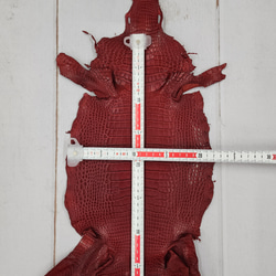 ワニ革 クレイフィニッシュ  デンスレッド　No.C008705 6枚目の画像