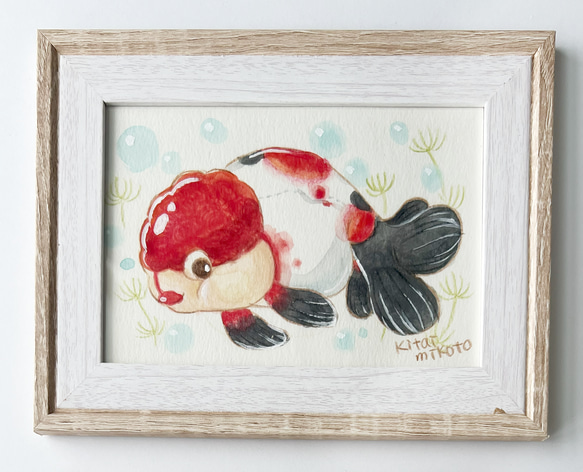 赤×黒らんちゅう 1枚目の画像