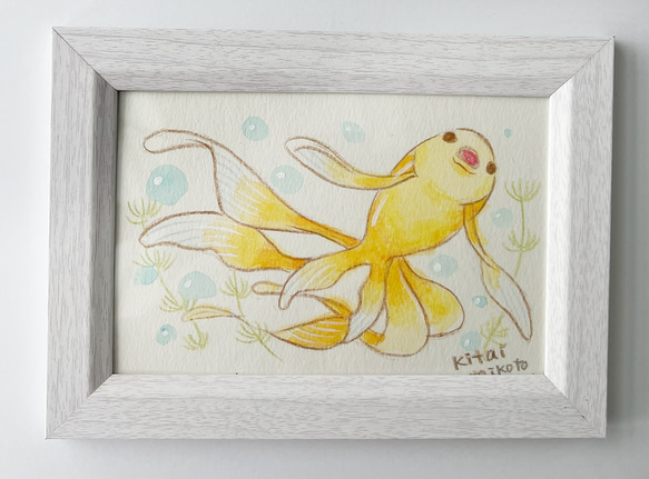 イエローコメット 1枚目の画像