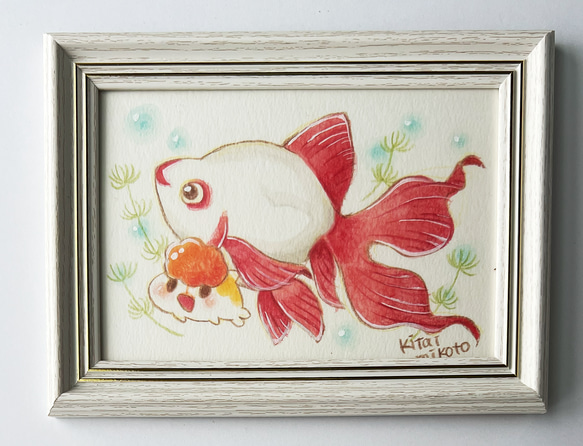 赤白琉金 1枚目の画像