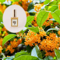 【期間限定20％OFF】リアル金木犀15ml　生花の再現　生花のフレグランス　ファブリックミスト 1枚目の画像