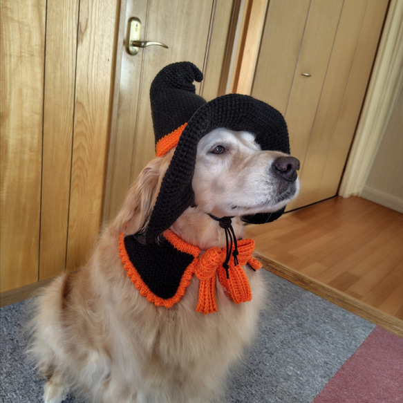 《ハロウィン》犬用付け襟☆カラー 9枚目の画像