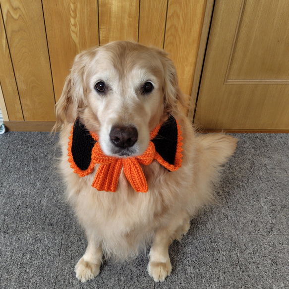 《ハロウィン》犬用付け襟☆カラー 8枚目の画像