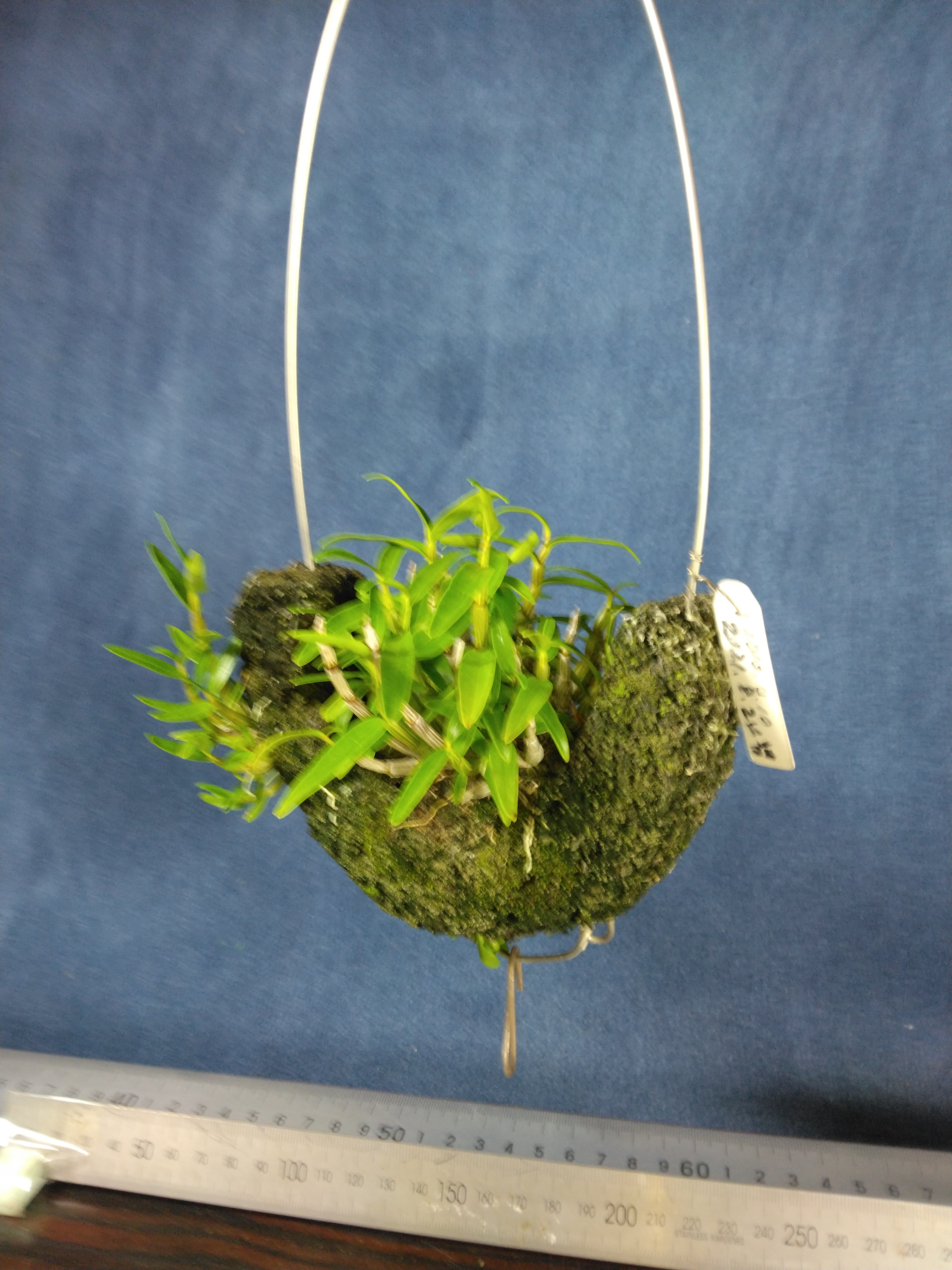 R9.1 セッコクヘゴ加工品