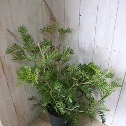 グレビレア♡ロビンゴードン♡オージープランツ♡常緑♡ 10枚目の画像