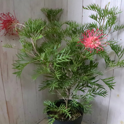 グレビレア♡ロビンゴードン♡オージープランツ♡常緑♡ 3枚目の画像