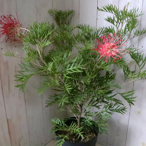 グレビレア♡ロビンゴードン♡オージープランツ♡常緑♡ 3枚目の画像