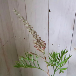 グレビレア♡ロビンゴードン♡オージープランツ♡常緑♡ 8枚目の画像