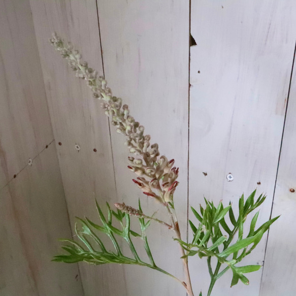 グレビレア♡ロビンゴードン♡オージープランツ♡常緑♡ 8枚目の画像