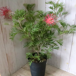 グレビレア♡ロビンゴードン♡オージープランツ♡常緑♡ 5枚目の画像