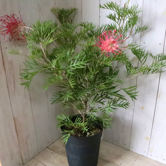 グレビレア♡ロビンゴードン♡オージープランツ♡常緑♡ 5枚目の画像