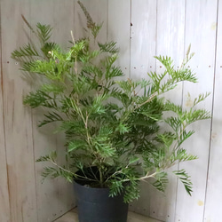 グレビレア♡ロビンゴードン♡オージープランツ♡常緑♡ 14枚目の画像