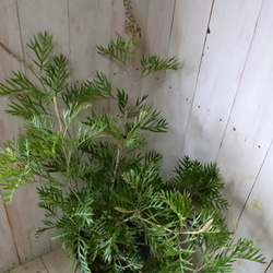 グレビレア♡ロビンゴードン♡オージープランツ♡常緑♡ 11枚目の画像