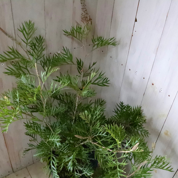 グレビレア♡ロビンゴードン♡オージープランツ♡常緑♡ 11枚目の画像