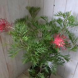 グレビレア♡ロビンゴードン♡オージープランツ♡常緑♡ 2枚目の画像