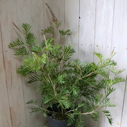 グレビレア♡ロビンゴードン♡オージープランツ♡常緑♡ 12枚目の画像